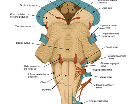 脳幹の場所と機能｜imok Academy