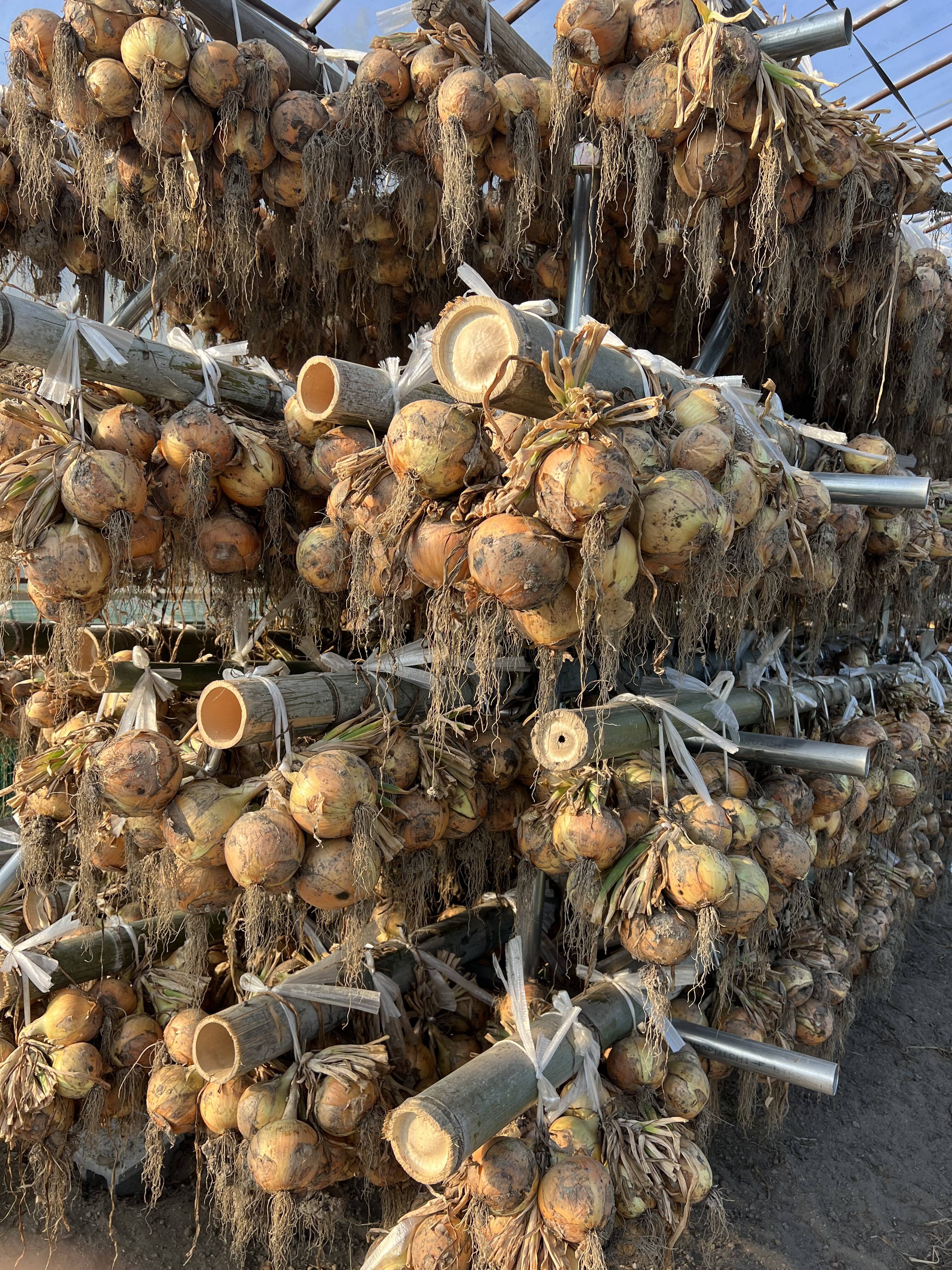 淡路島産玉ねぎの王様】玉ねぎの王様 ターザン（3キロ）：兵庫県産の