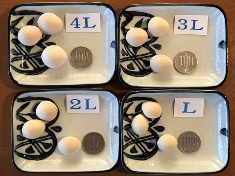 2025年新物 銀杏！ 愛知県 祖父江産 藤九郎 銀杏 ぎんなん 4L 500g