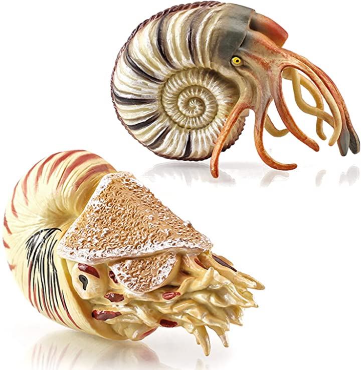 フィギュア アンモナイト オウムガイ 貝殻