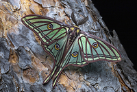 イザベラミズアオ の写真・イラスト素材