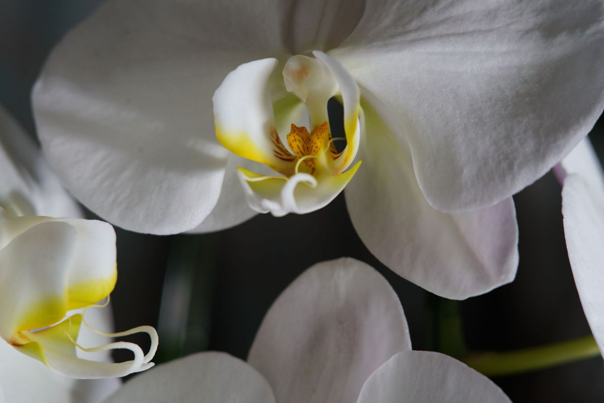 あ*じ様 Kodak SCHNEIDER TELE-ARTON 90mmF4 元 あ*じ様 Kodak