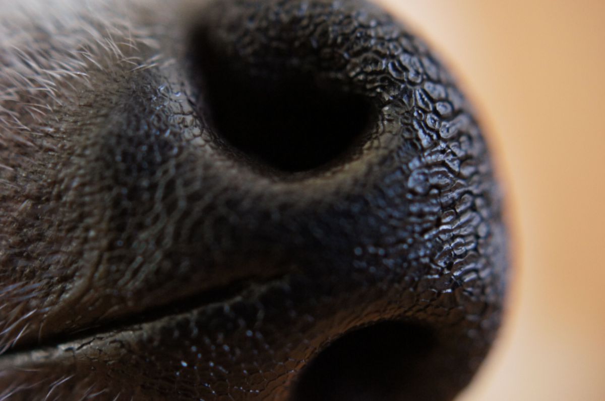 ソニー DT 30mm F2.8 Macro SAMを使ってみて | GANREF