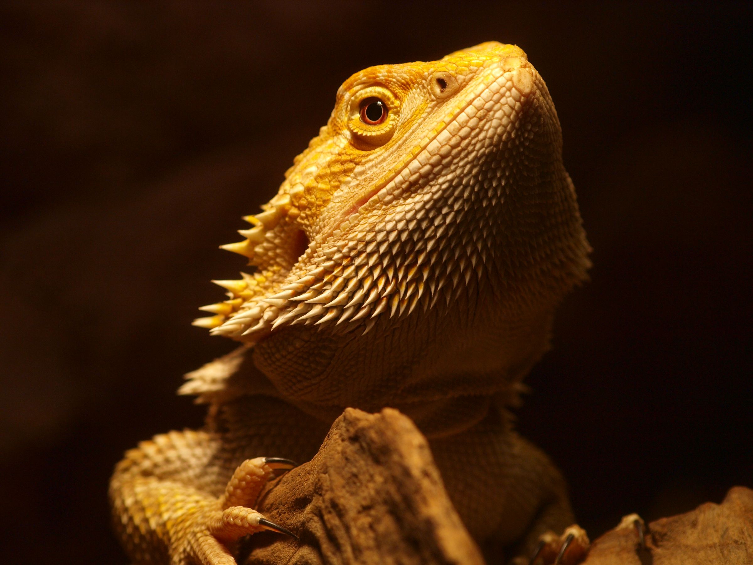 フトアゴヒゲトカゲ ② | GANREF
