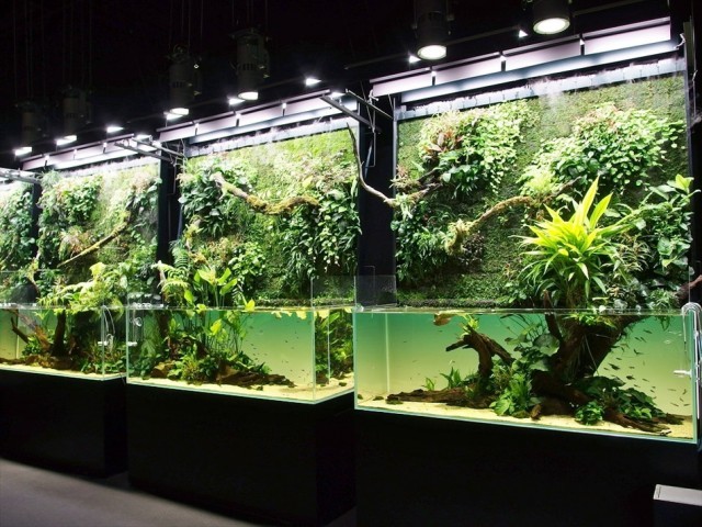 水槽の中に荘厳な自然が…！『天野尚ネイチャーアクアリウム展』現地