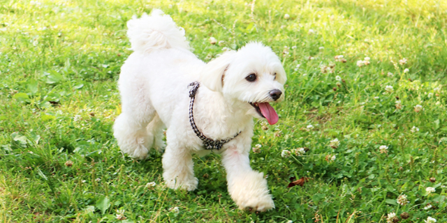 犬に「おいで」と言っても来ない理由は？呼び戻しの教え方を解説