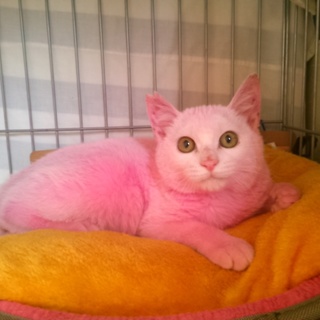 ピンク色のぴんくちゃん」東京都 - 猫の里親募集(66347) :: ペットの