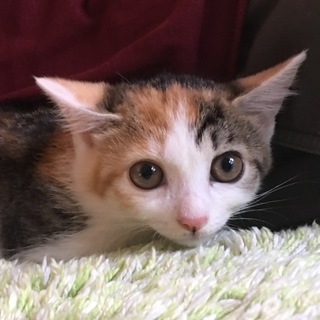 大人しい三毛猫萌ちゃん」東京都 - 猫の里親募集(226950) :: ペットの
