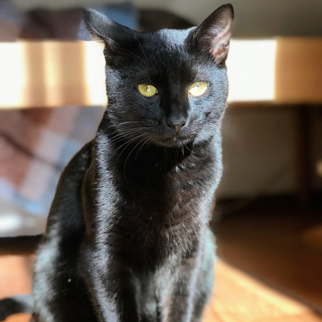 毛並み艶々な甘えん坊の黒」神奈川県 - 猫の里親募集(445307) 1枚目