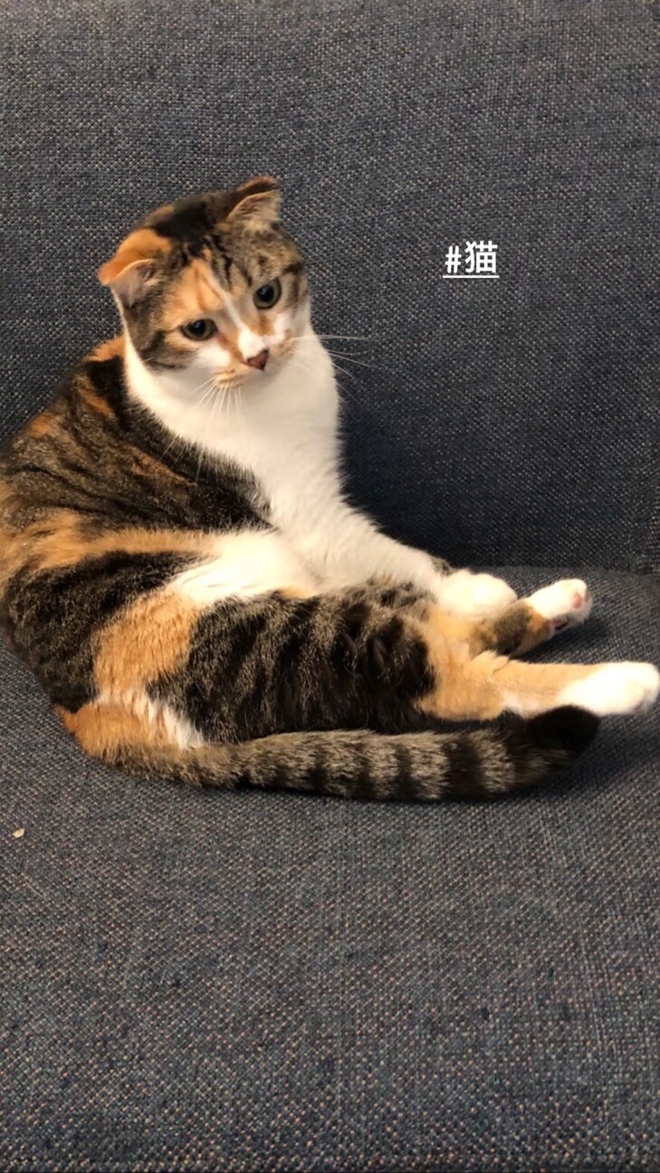 三毛猫折れ耳スコティッシ」京都府 - 猫の里親募集(475042) 4枚目の