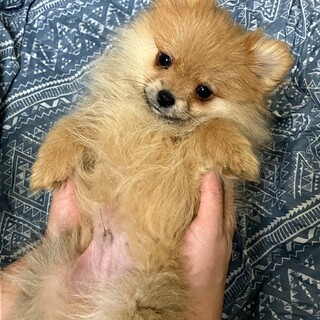 ポメラニアン♂ 3ヶ月」群馬県 - 犬の里親募集(476696) 1枚目の画像