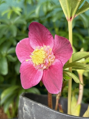 広瀬園芸さんのクリスマスローズ | グリーンホビー