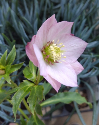 若泉ファームさんのクリスマスローズ | グリーンホビー