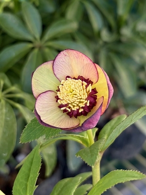 大木ナーサリーさんのクリスマスローズ | グリーンホビー