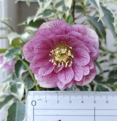 野田園芸さんのクリスマスローズ | グリーンホビー