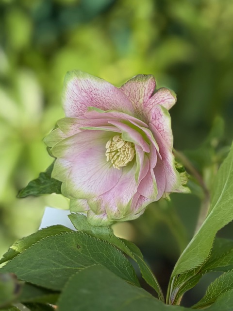 ○8時だよ）桜利休【So215】 | グリーンホビー