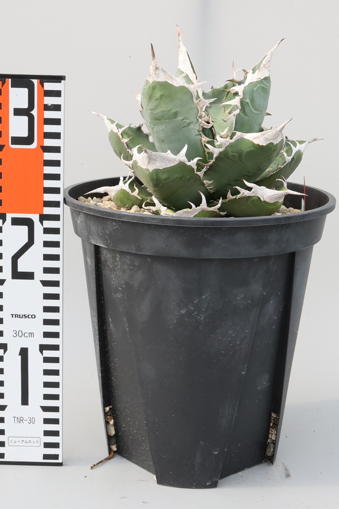 Agave titanota SAD アガベ チタノタ 南アフリカダイヤモンド 大株