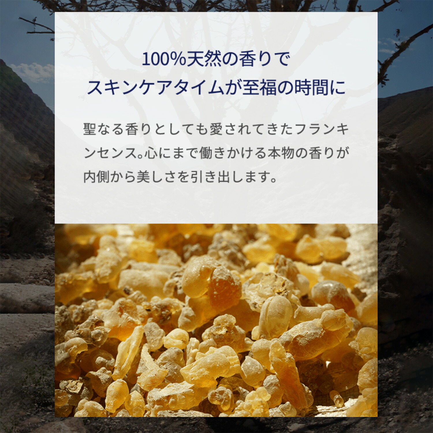 楽天市場】【公式】フランキンセンスインテンスリフトクリーム