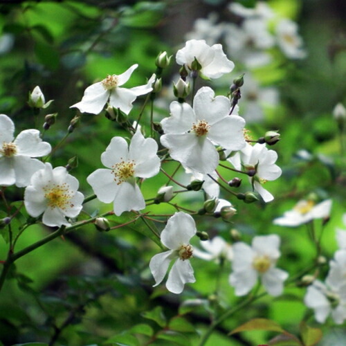 バラ切り接ぎ台木 【ロサムルティフロラ（ノイバラ）】 30本セット