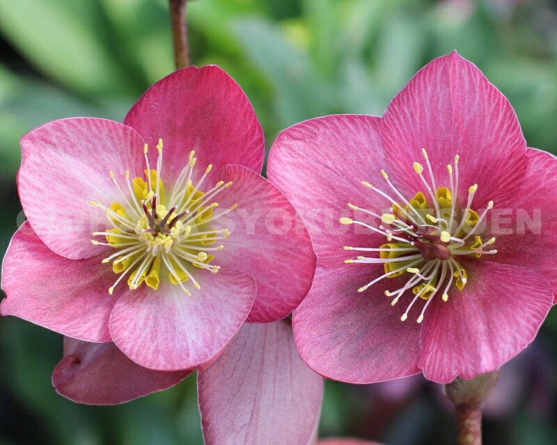 楽天市場】クリスマスローズ 'ストロベリー ムーン'（PVP） 小苗 : お