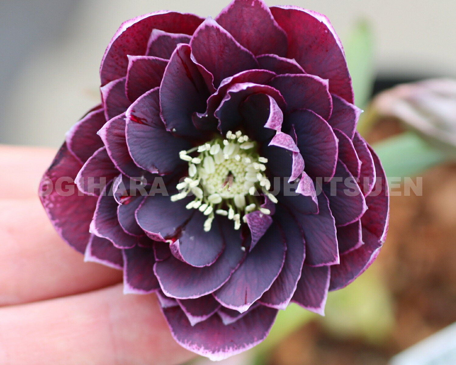 楽天市場】クリスマスローズ パープル ダブル系 （実生小苗） : お