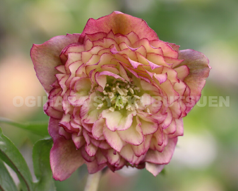 楽天市場】クリスマスローズ 多弁ダブル アプリコット ピコティ系 大苗