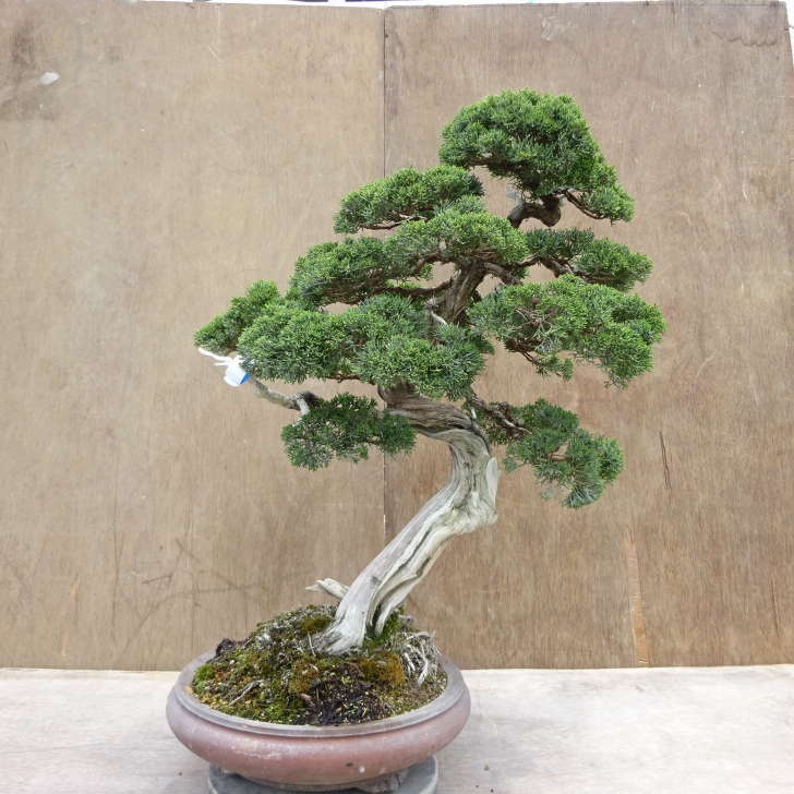 楽天市場】盆栽 真柏 樹高 約74cm しんぱく Juniperus chinensis