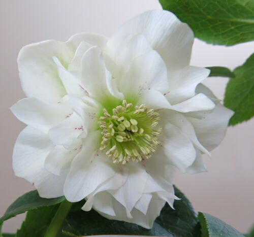 楽天市場】クリスマスローズ 開花見込み株 実生苗 ダブル咲き ホワイト