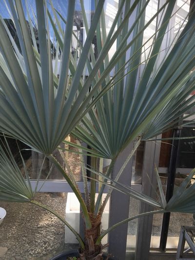 楽天市場】【現品発送】ブラヘア アルマータ 9号鉢植え【AK721