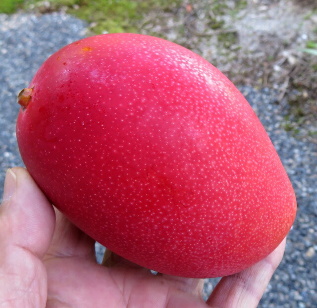 楽天市場】【現品発送】マンゴー マハチャノック 6号接ぎ木苗 : 千草園芸