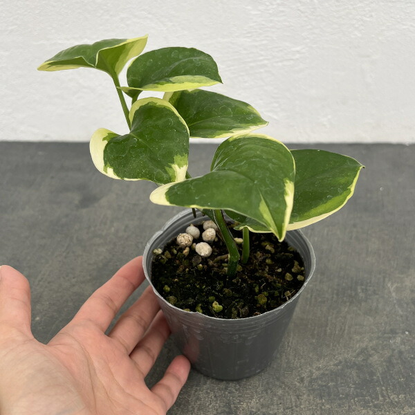 楽天市場】観葉植物/ポトス：AWドリーム 3号ポット : 園芸ネット プラス