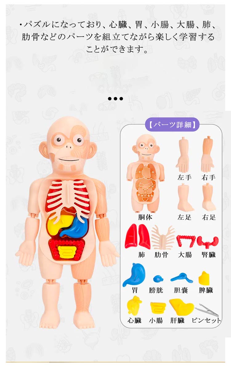 楽天市場】知育玩具 人体パズル 人体模型 人体解剖モデルボディ 人体