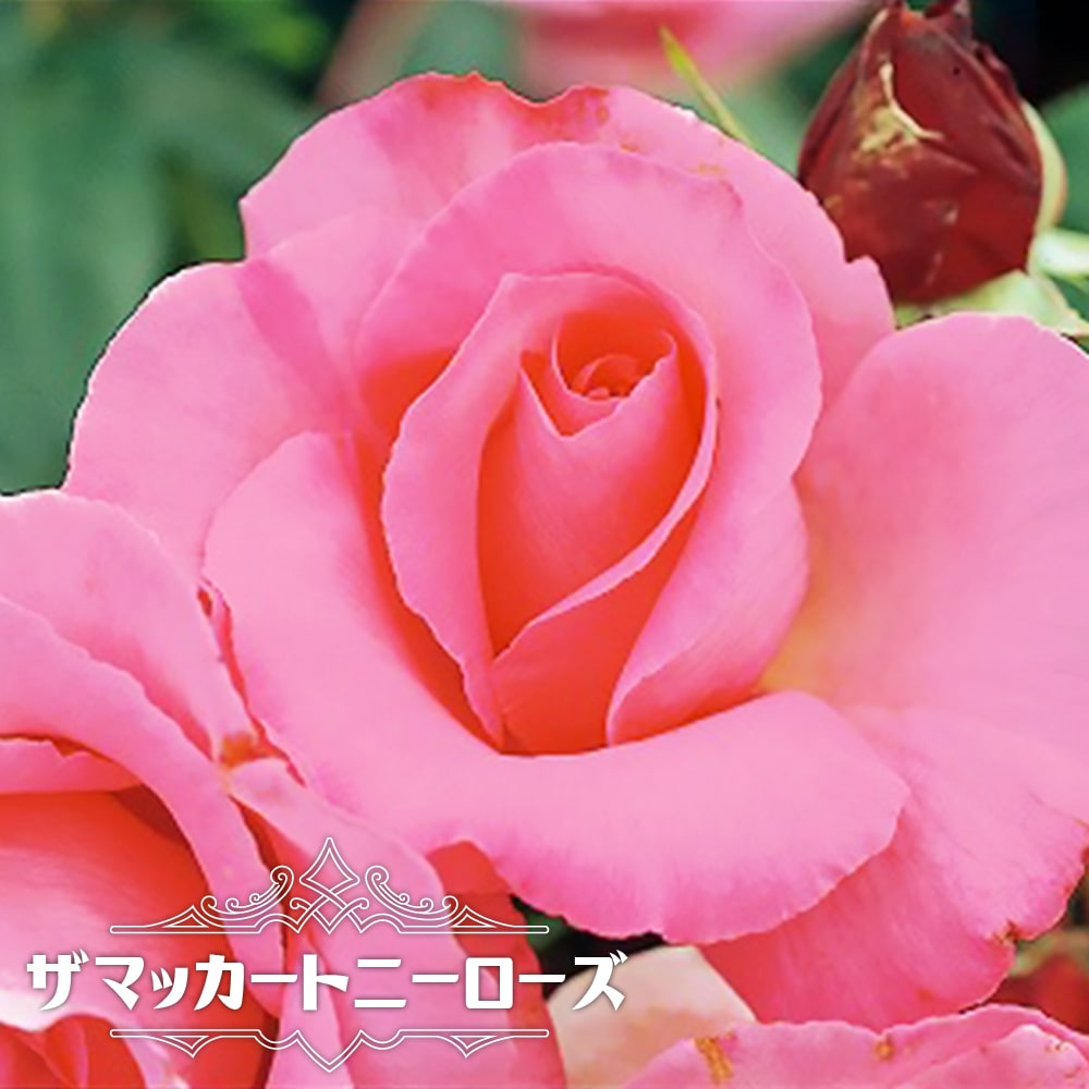 楽天市場】四季咲き強香バラ苗 【ザマッカートニーローズ】 2年生大苗