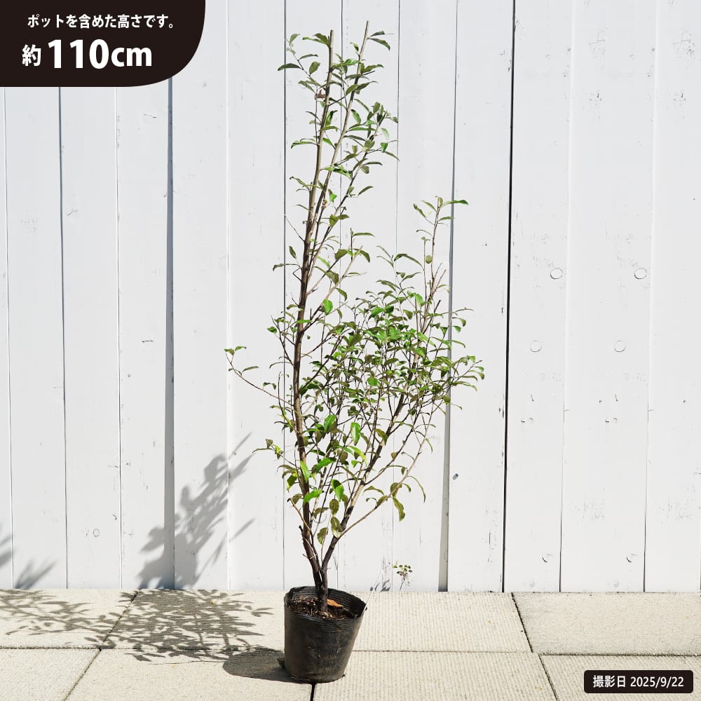 楽天市場】ロシアンオリーブ 5号ポット苗 : 苗木部 by 花ひろば