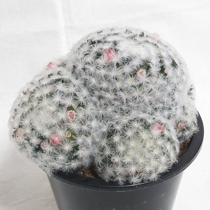 楽天市場】サボテン 赤花白星 3.5号 プラ鉢 マミラリア 鉢 土 種 観葉