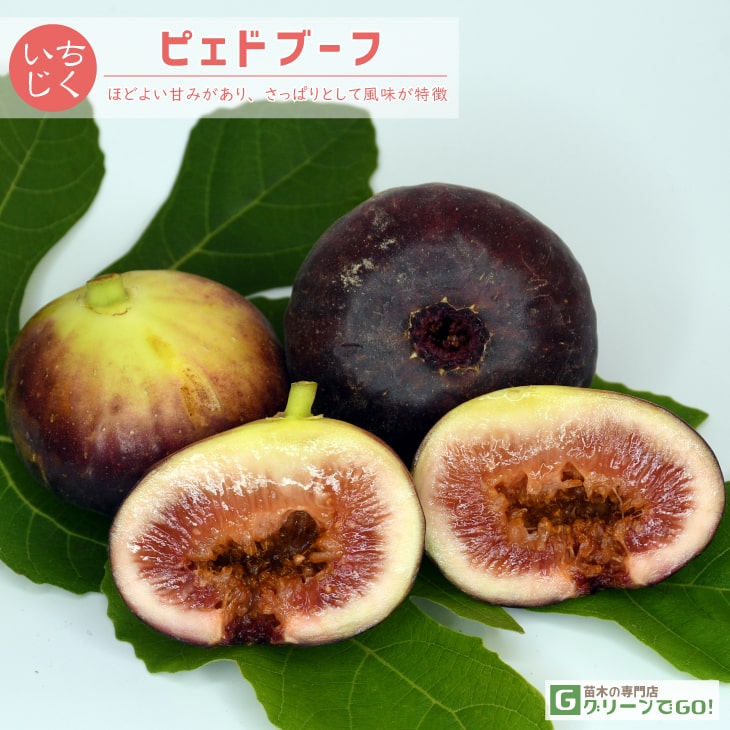 楽天市場】イチジク 苗 【イチジク よくばり4品種セット その1】1年生