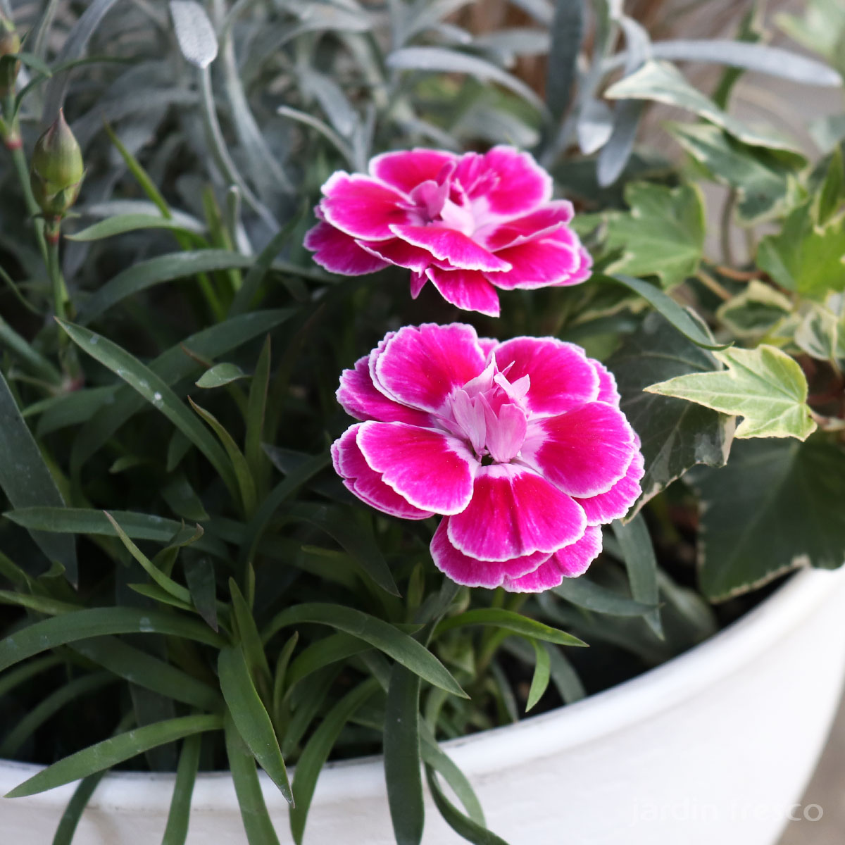 ダイアンサス「あなたにキュン」とシルバーリーフの寄せ植え6ポット