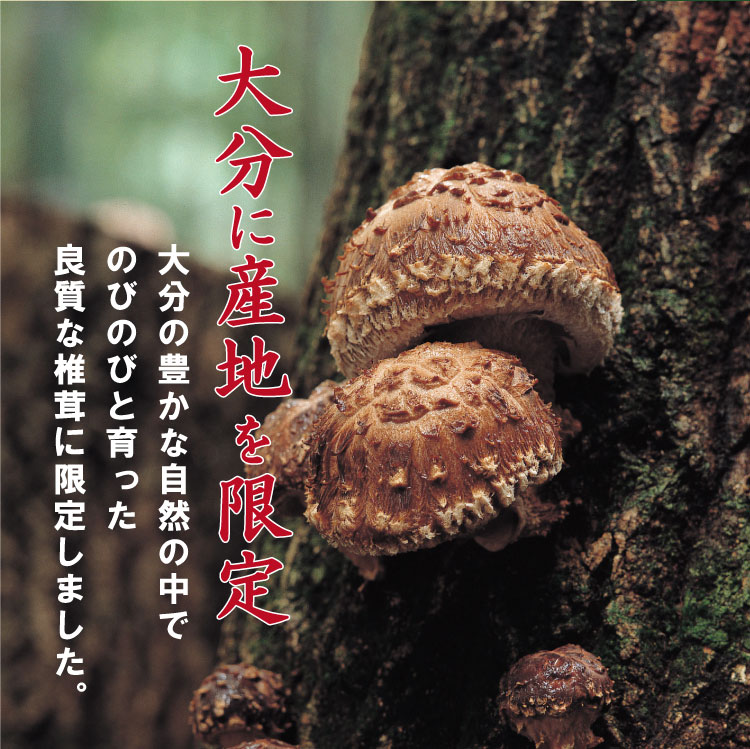 九州産 大玉どんこ椎茸90g 木箱入【送料無料】