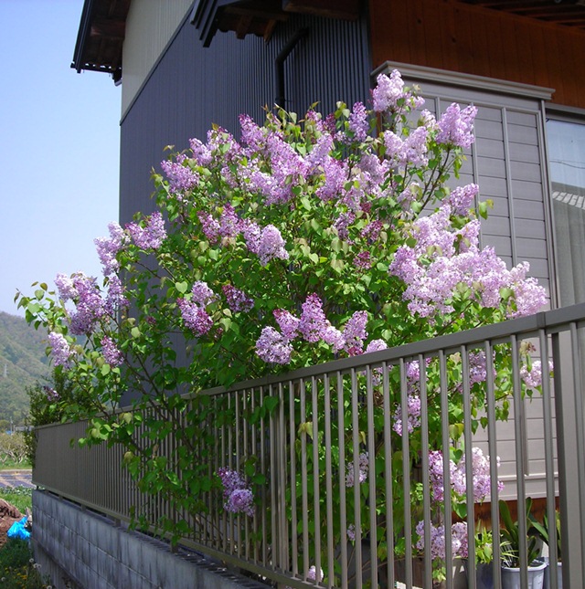 楽天市場】【ハシドイ属】ライラック プレジデントグレビー接木苗4号