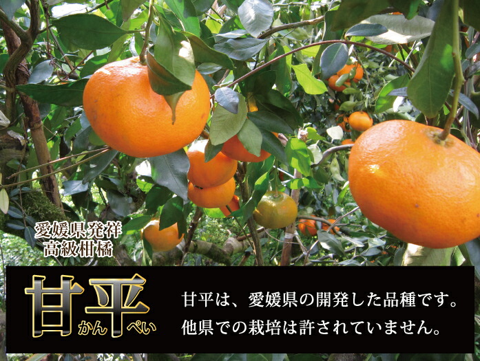 愛媛県産 甘平 精品10kg（M～4L混み） - きなはいやインターネット店