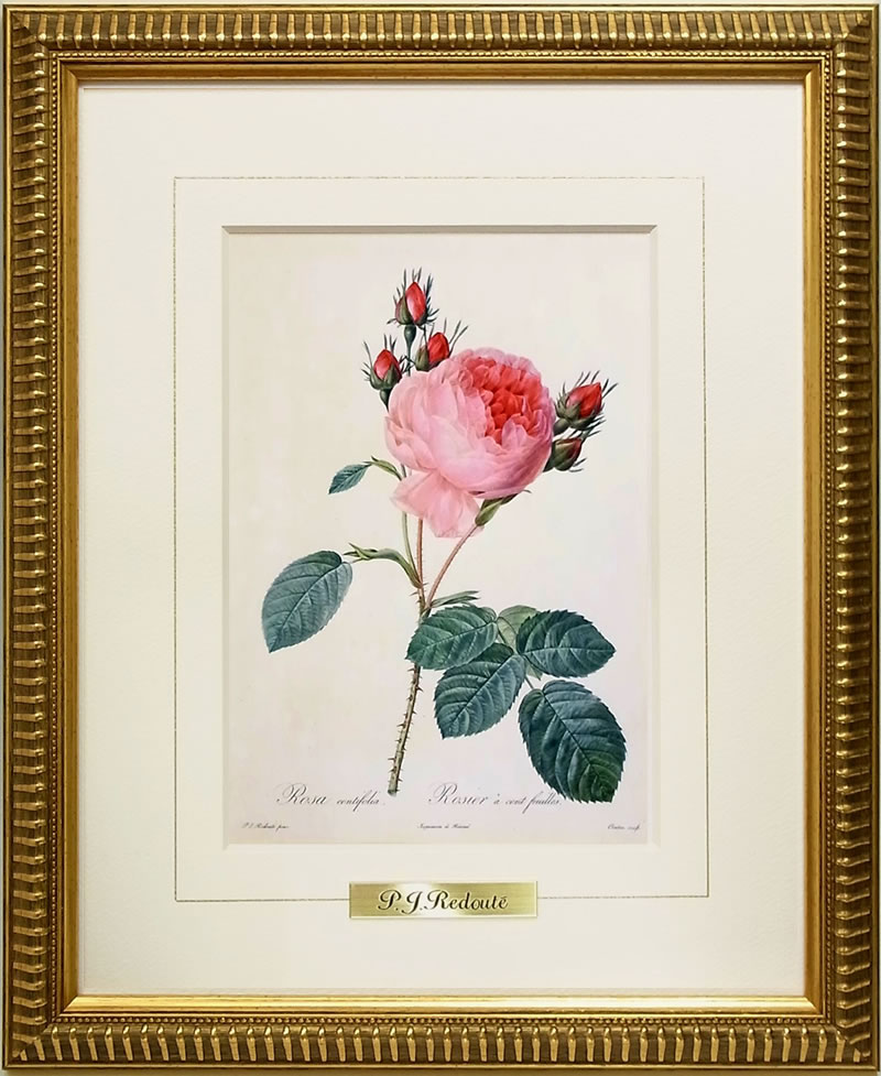 楽天市場】【スーパーセール価格】 絵画 インテリア ルドゥーテ ローズ