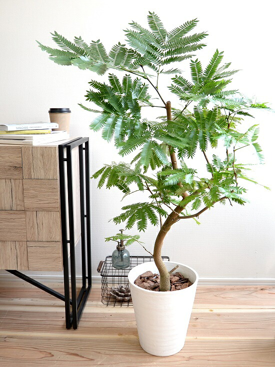 楽天市場】エバーフレッシュ （自然樹形） 8号 ホワイト セラアート鉢