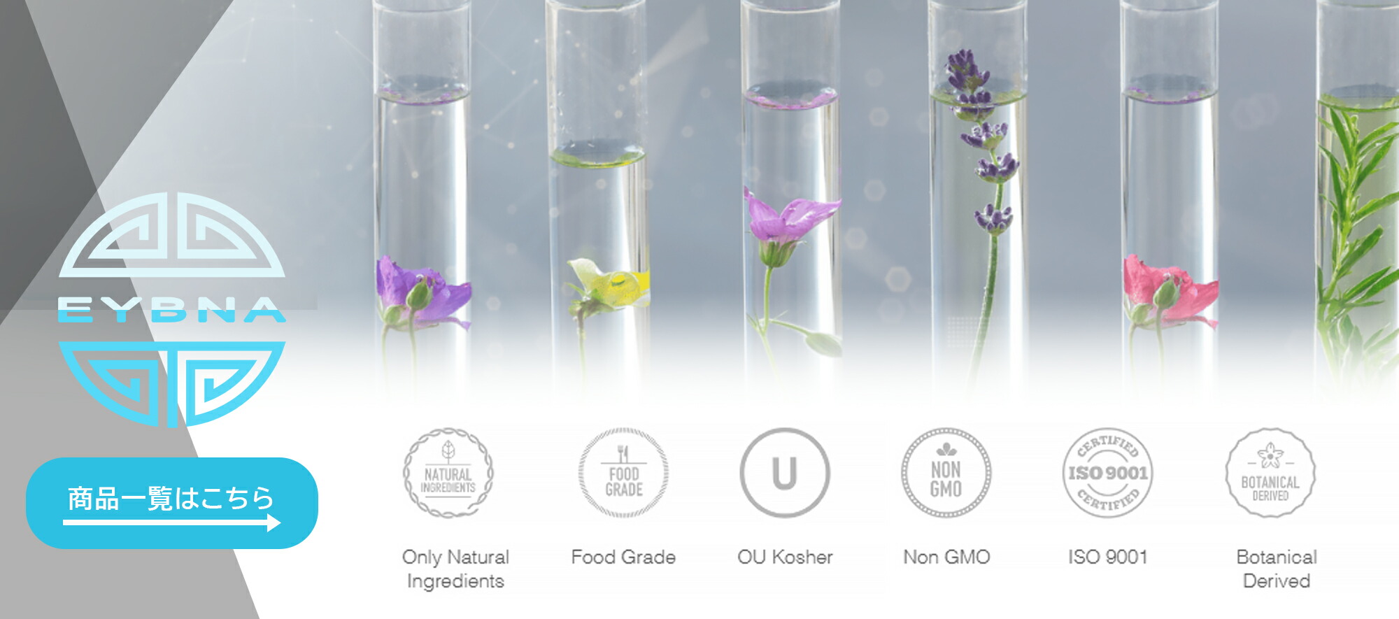 楽天市場】≪今月の目玉テルペン≫ テルペン イスラエル EYBNA