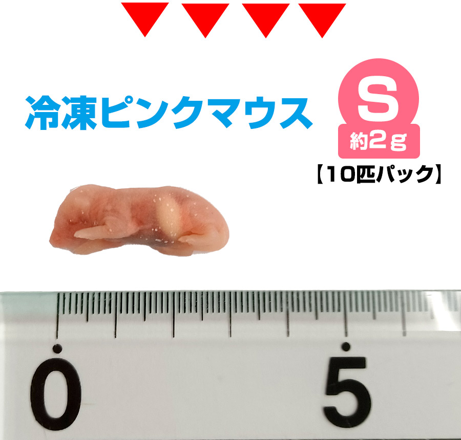 冷凍】 冷凍ピンクマウス Sサイズ（約2g）10匹パック（T2）【クール便