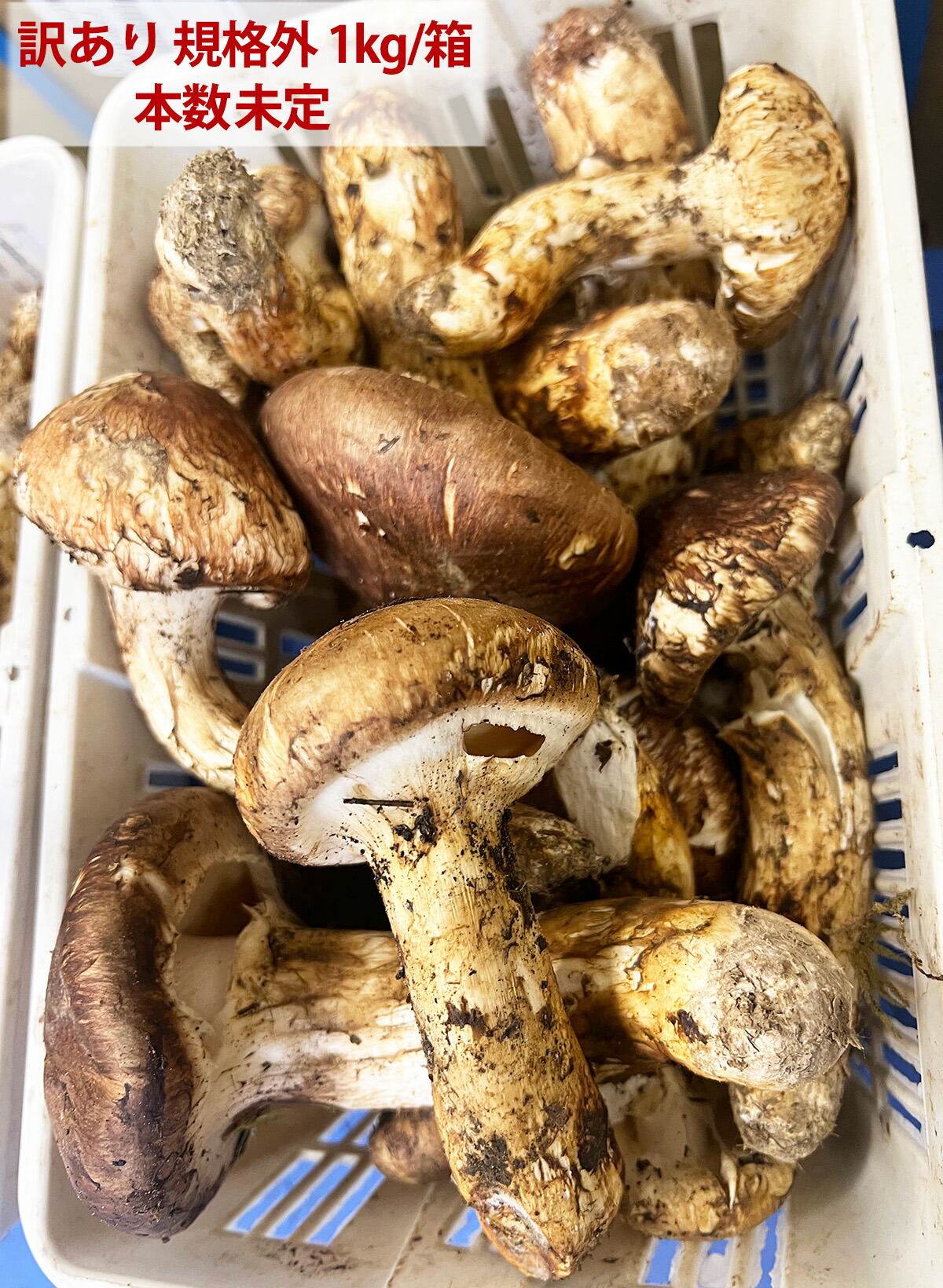 楽天市場】生松茸 訳あり＜開き方・大きさおまかせ＞ 天然まつたけ