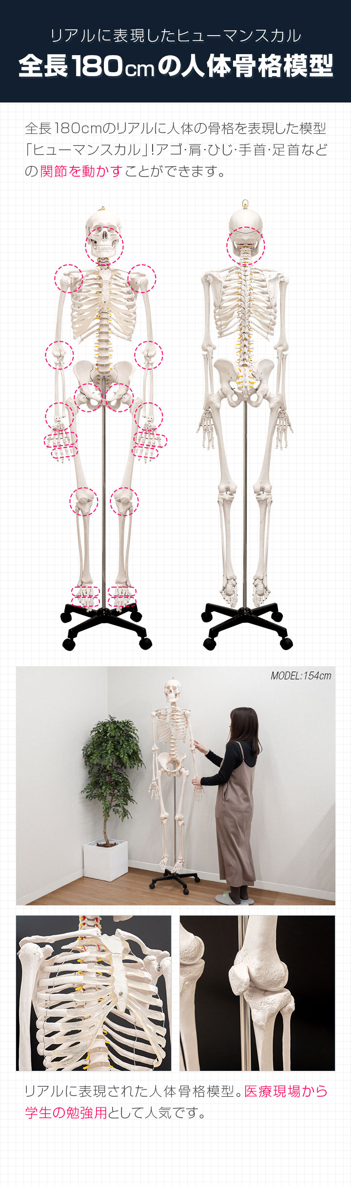 楽天市場】【楽天1位】人体模型 骨格模型 骨 等身大 身長約166cm 展示