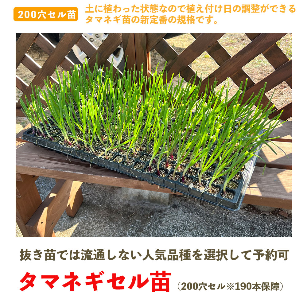 てしまの苗】 タマネギセル苗 200穴セル（190本保障） 10月末から順次