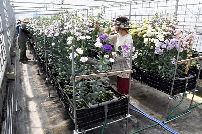 トルコギキョウを病害から守れ 地面から離して栽培 実用化へ、伊那市で