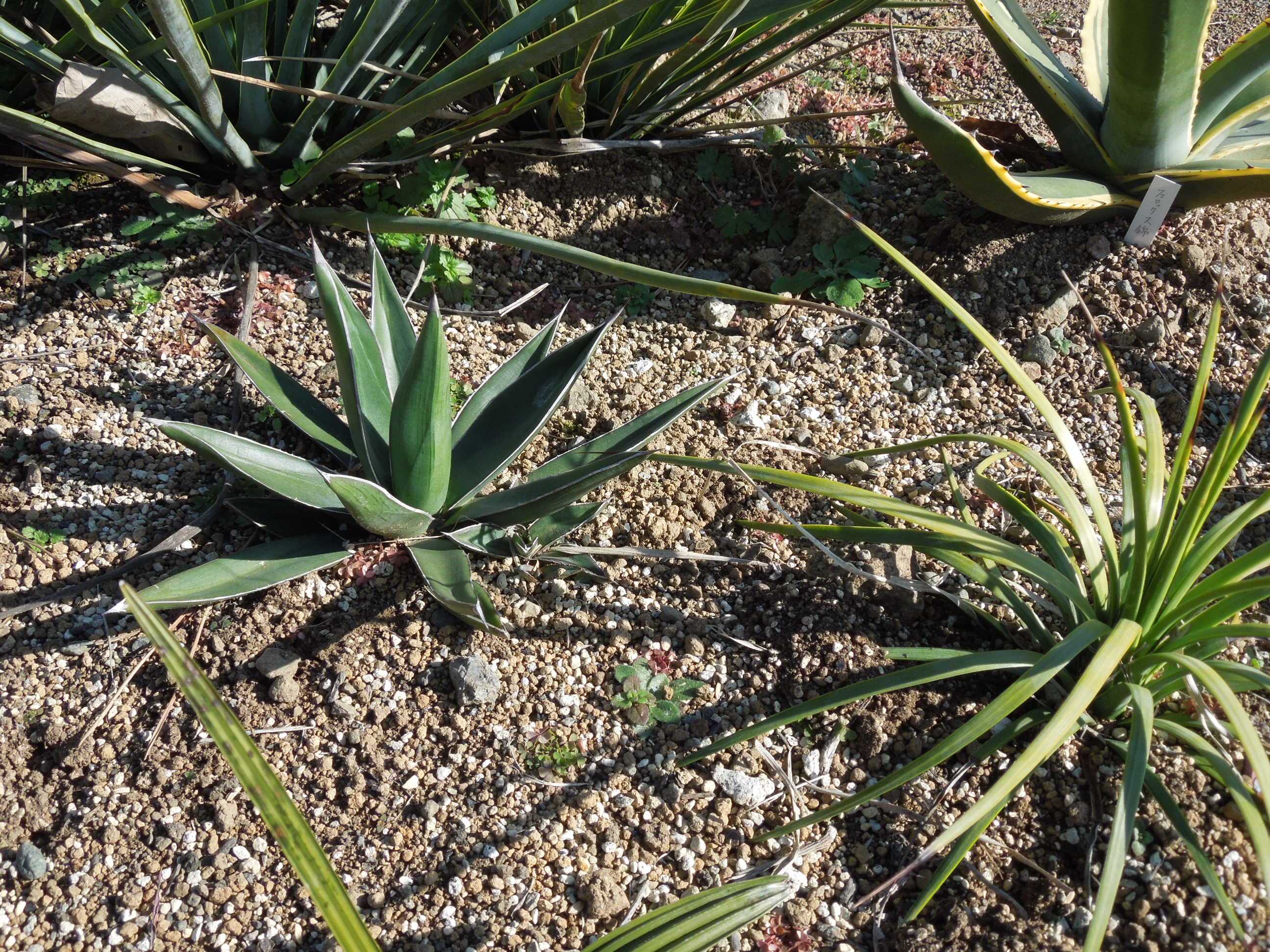 アガベ・ニッケルシー(笹吹雪)～地植えと実生苗 | 小平太1098のブログ