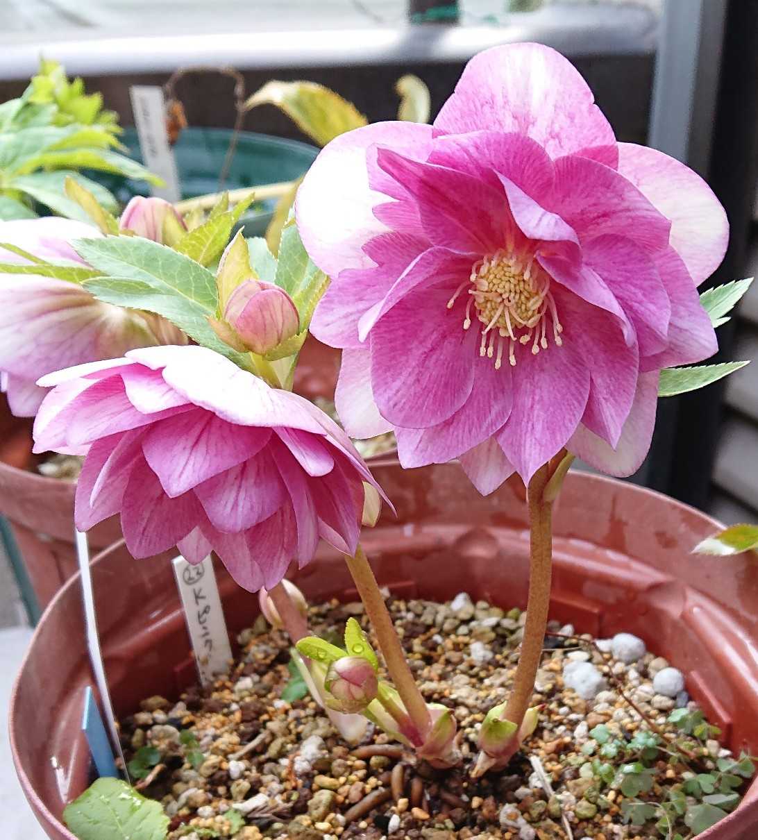 クリスマスローズ オーレア系ピンク いろいろ咲いてきました | 趣味は